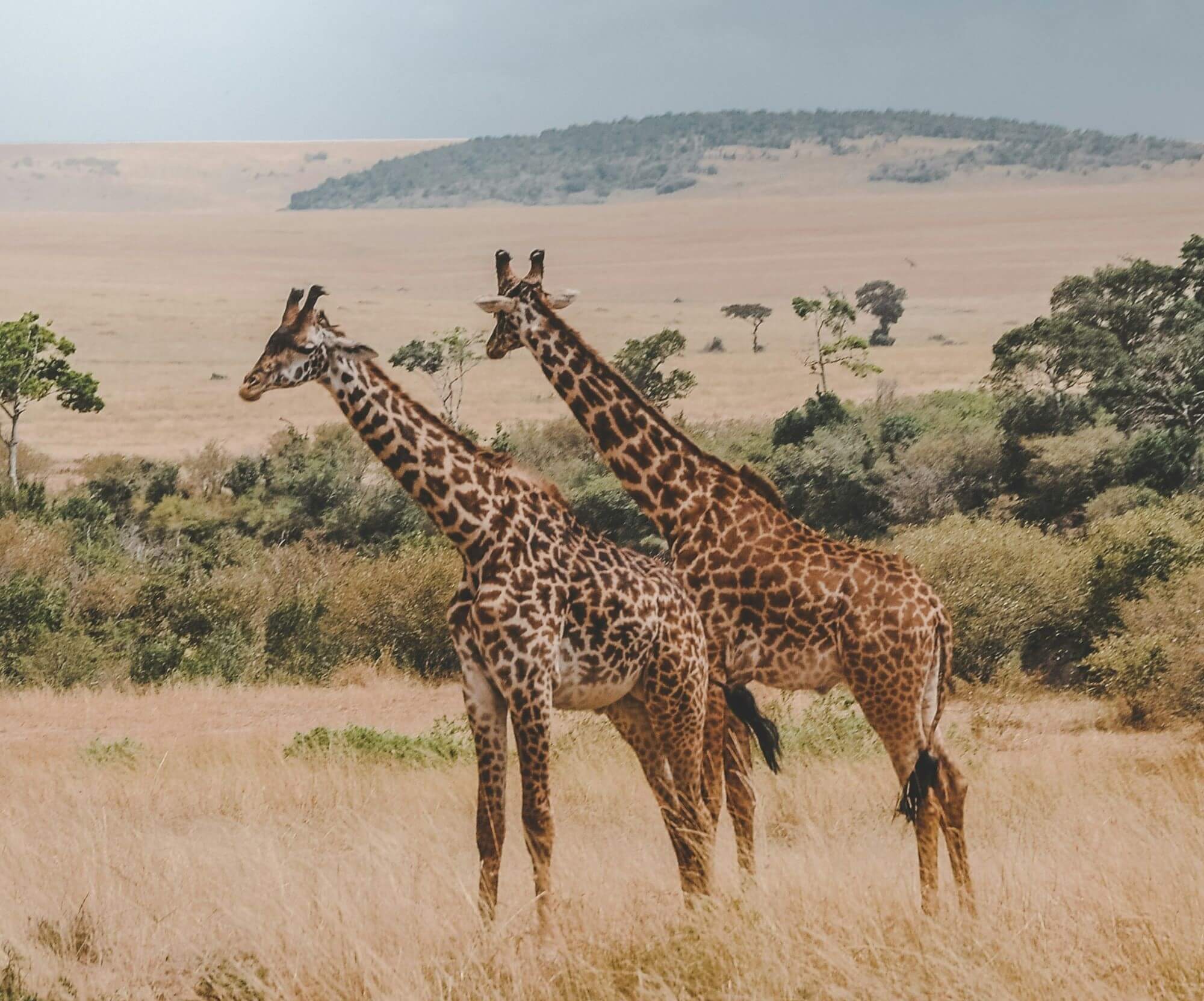 The Cultural Sojourn